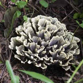 Maitake Mushroom PowderExtract-1
